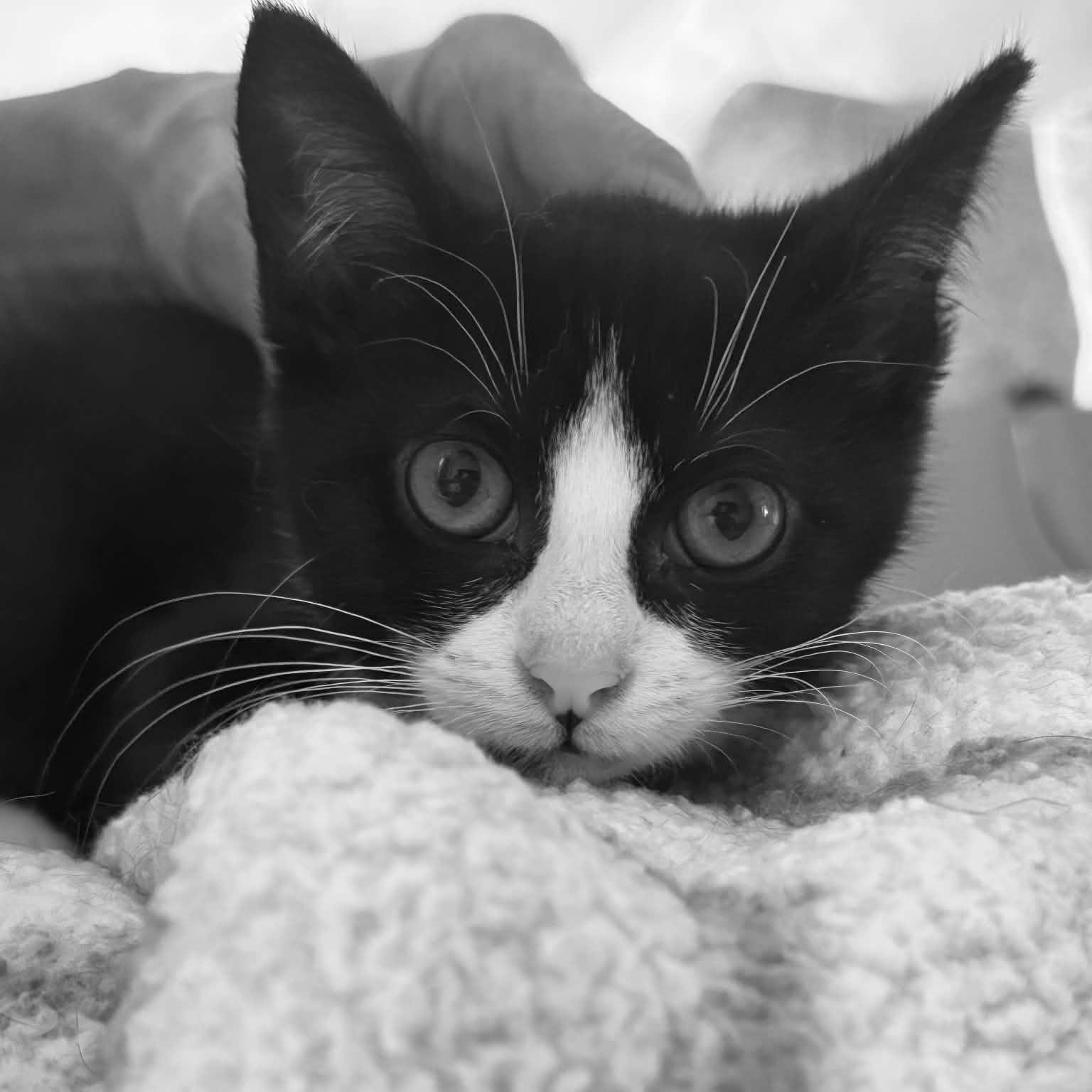 Kim O, ADOPTABLE, Kitten Female Domestic Short Hair.