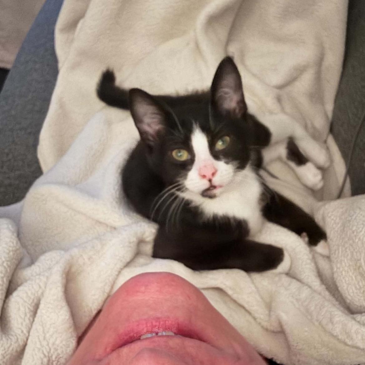 Boubou, adopted, Kitten Female Domestic Short Hair.