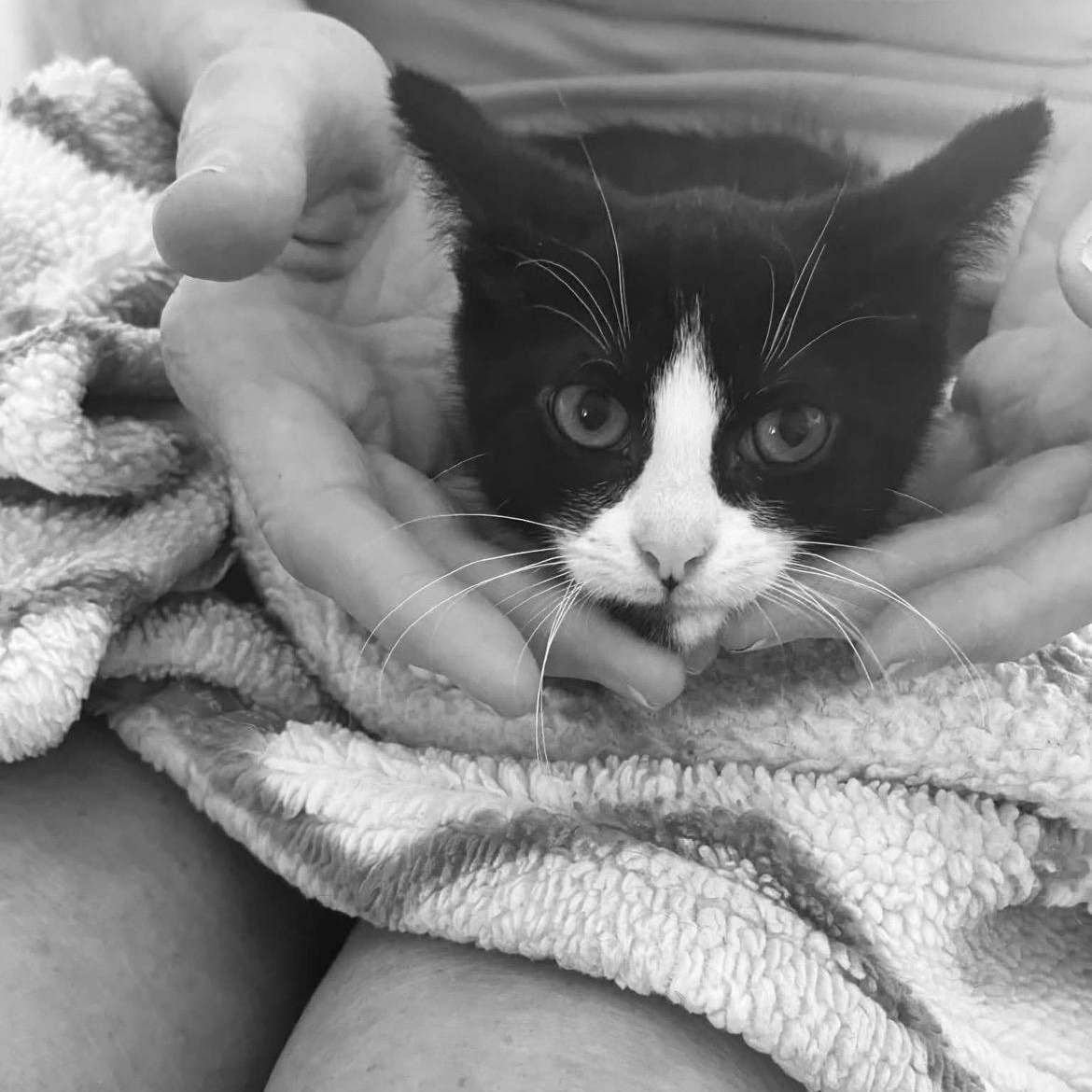 Enlarge Boubou, an adopted Domestic Short Hair in Notre Dame de Grâce- Montreal, QC image 2/5
