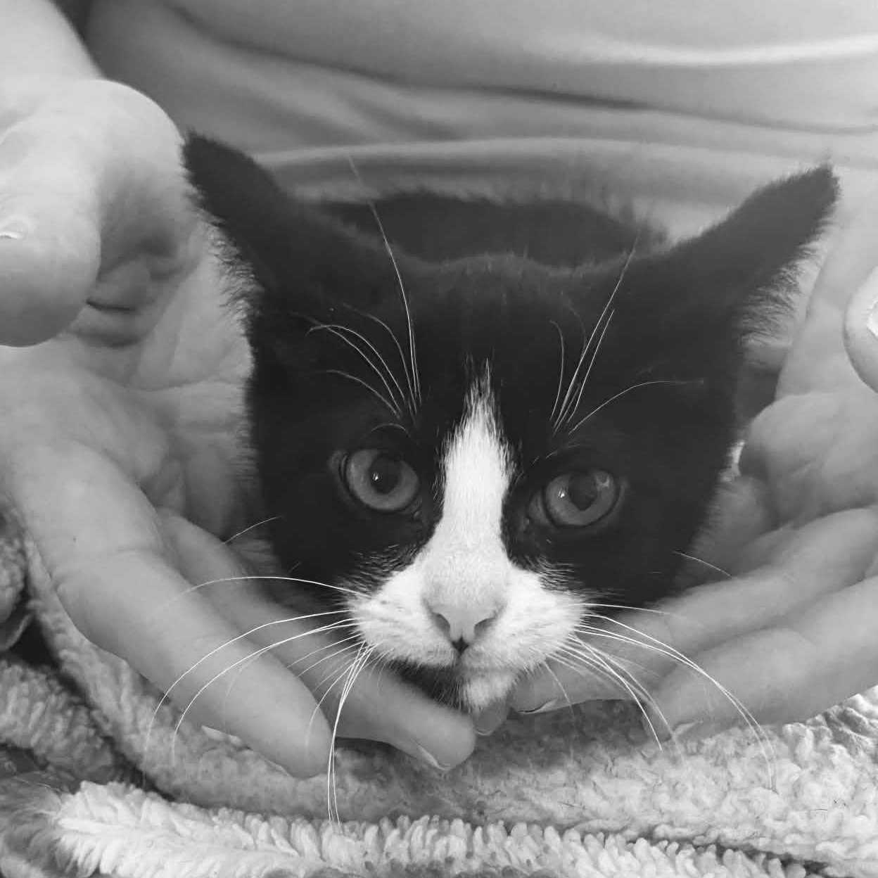 Kim O, a ADOPTABLE Domestic Short Hair in Notre Dame de Grâce- Montreal, QC image 3/4