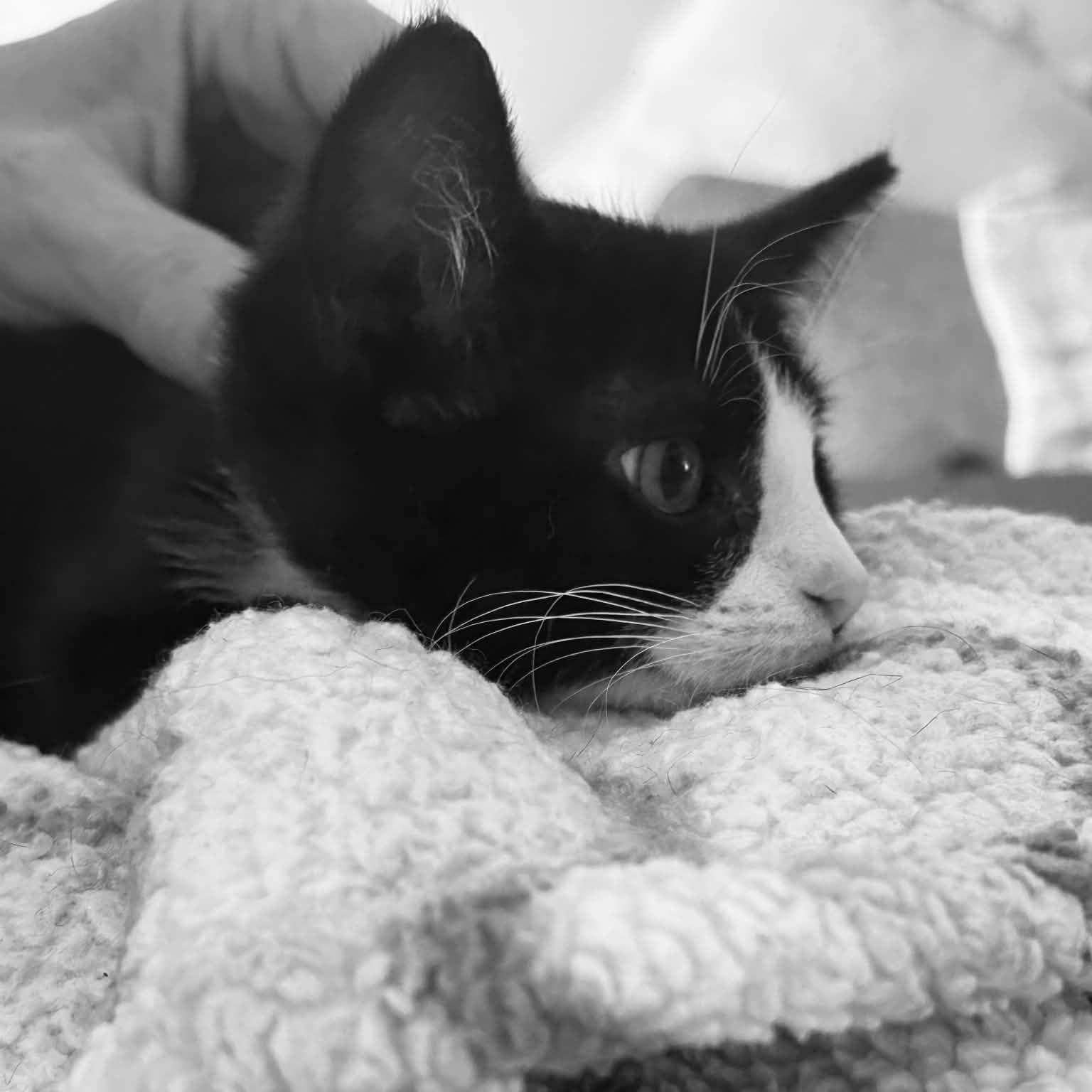 Kim O, a ADOPTABLE Domestic Short Hair in Notre Dame de Grâce- Montreal, QC image 2/4