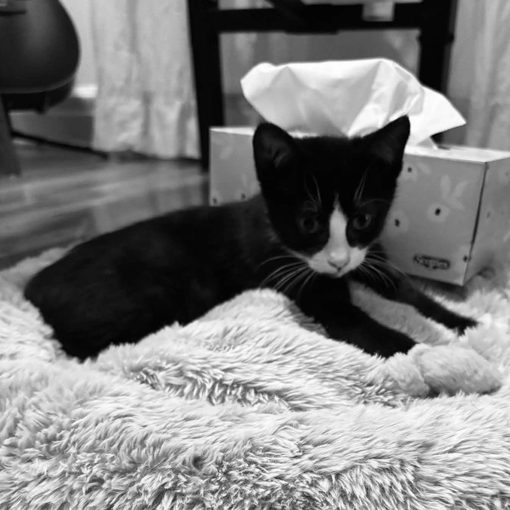Enlarge Boubou, an adopted Domestic Short Hair in Notre Dame de Grâce- Montreal, QC image 4/5