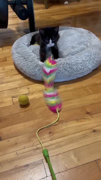 Enlarge Kim O, a ADOPTABLE Domestic Short Hair in Notre Dame de Grâce- Montreal, QC video 4/4