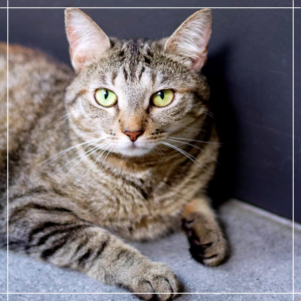 Linda Fanning, Adoptable, Adult Female Domestic Short Hair.