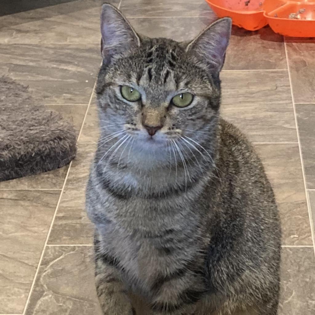 Enlarge Linda Fanning, a Adoptable Domestic Short Hair in Cumming, GA image 2/4