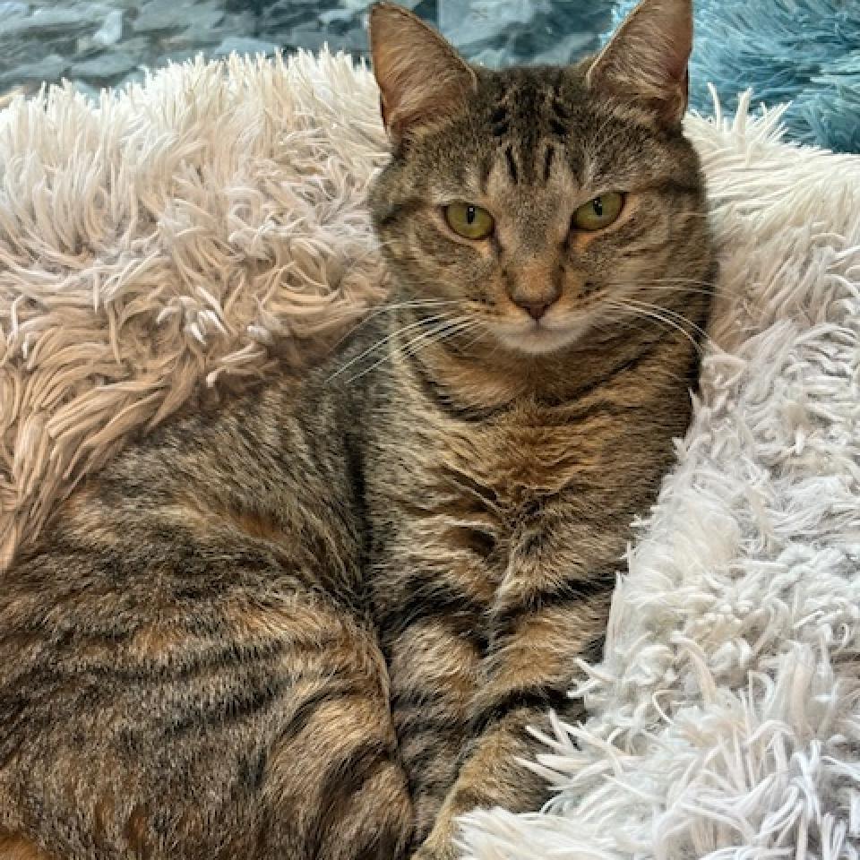 Enlarge Linda Fanning, a Adoptable Domestic Short Hair in Cumming, GA image 3/4