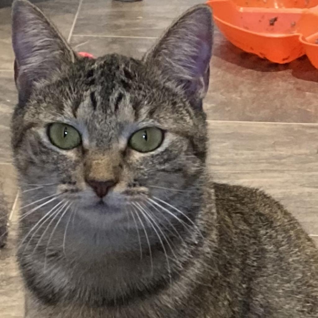 Enlarge Linda Fanning, a Adoptable Domestic Short Hair in Cumming, GA image 4/4