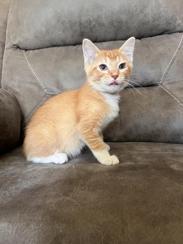 Ellis ~ Available at PetSmart Warsaw, IN!, Adoptable, Kitten Male Domestic Short Hair.