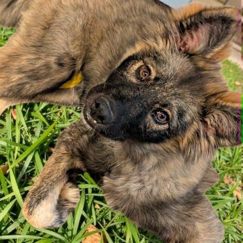 Nadia, Adoptable, Puppy Female Shepherd.