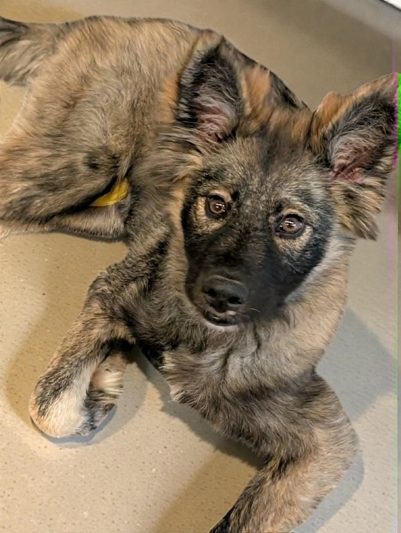 Nadia, a Adoptable Shepherd in Memphis, TN image 2/3