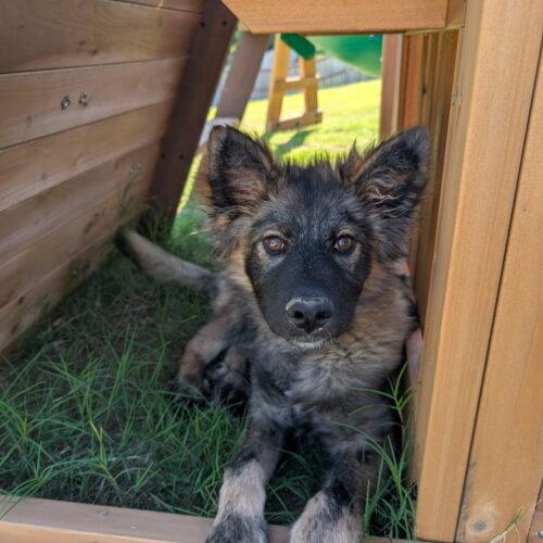 Nadia, a Adoptable Shepherd in Memphis, TN image 3/3