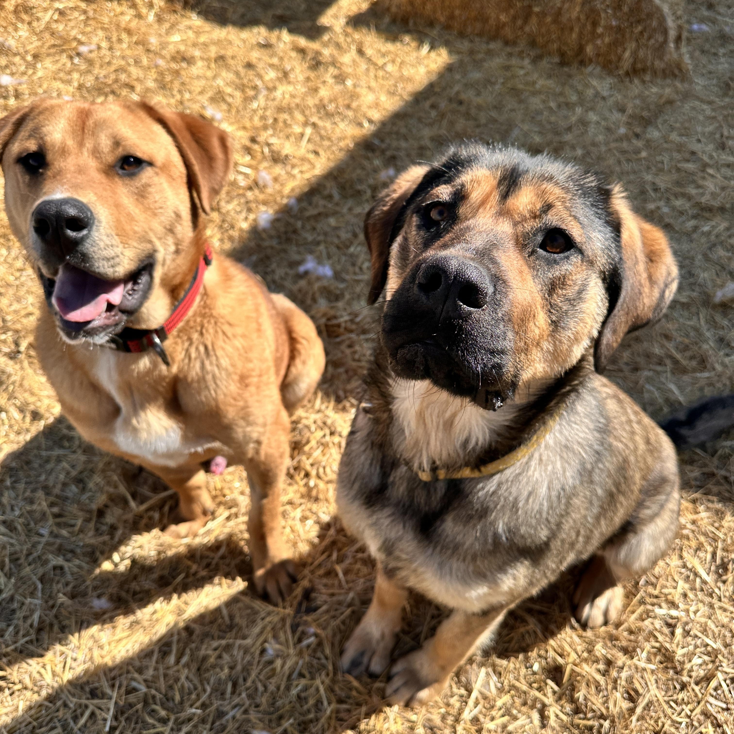 Birch, an adoptable Shepherd in Meadow Lake, SK, S9X 1Y7 | Photo Image 4