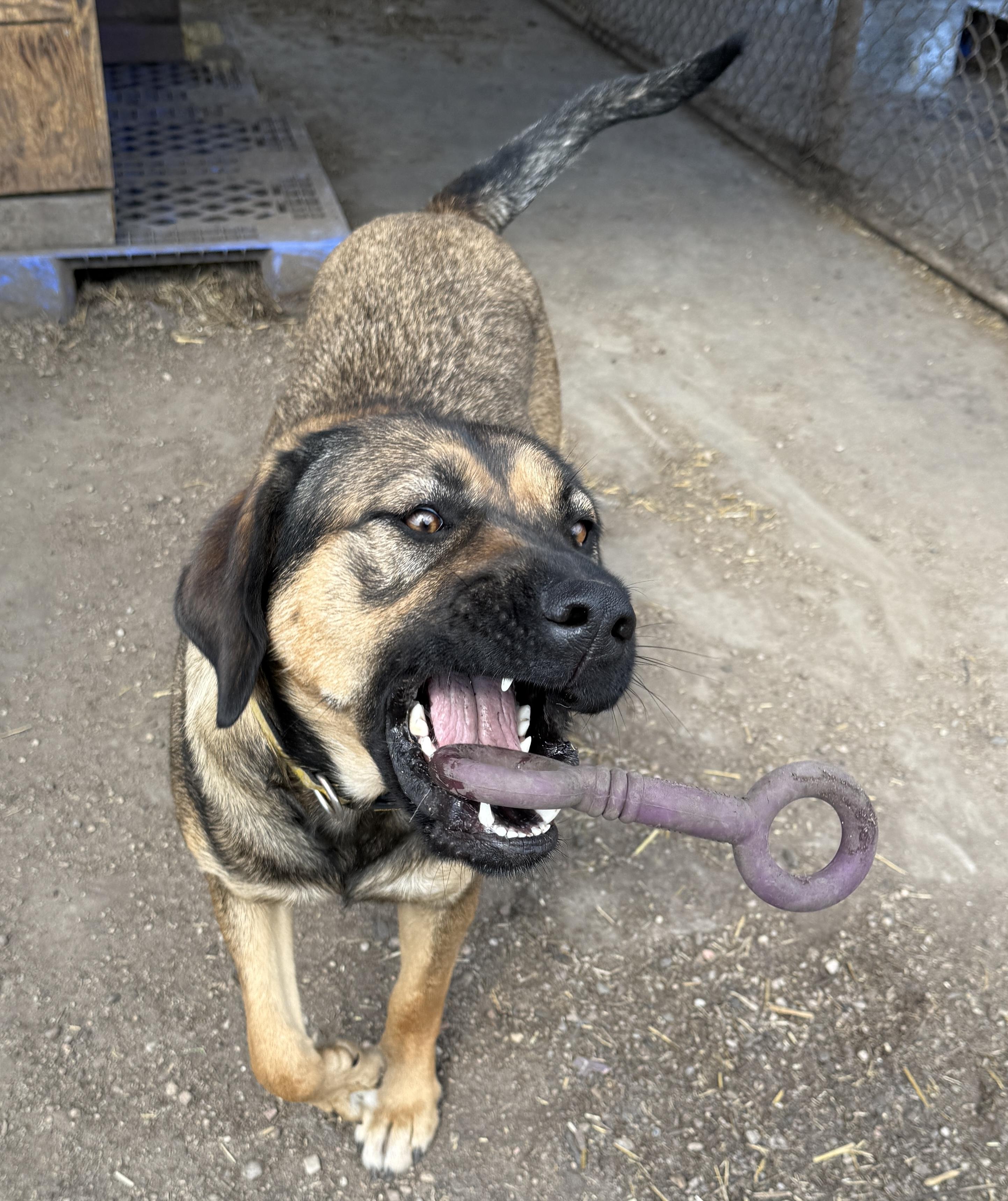 Birch, an adoptable Shepherd in Meadow Lake, SK, S9X 1Y7 | Photo Image 3
