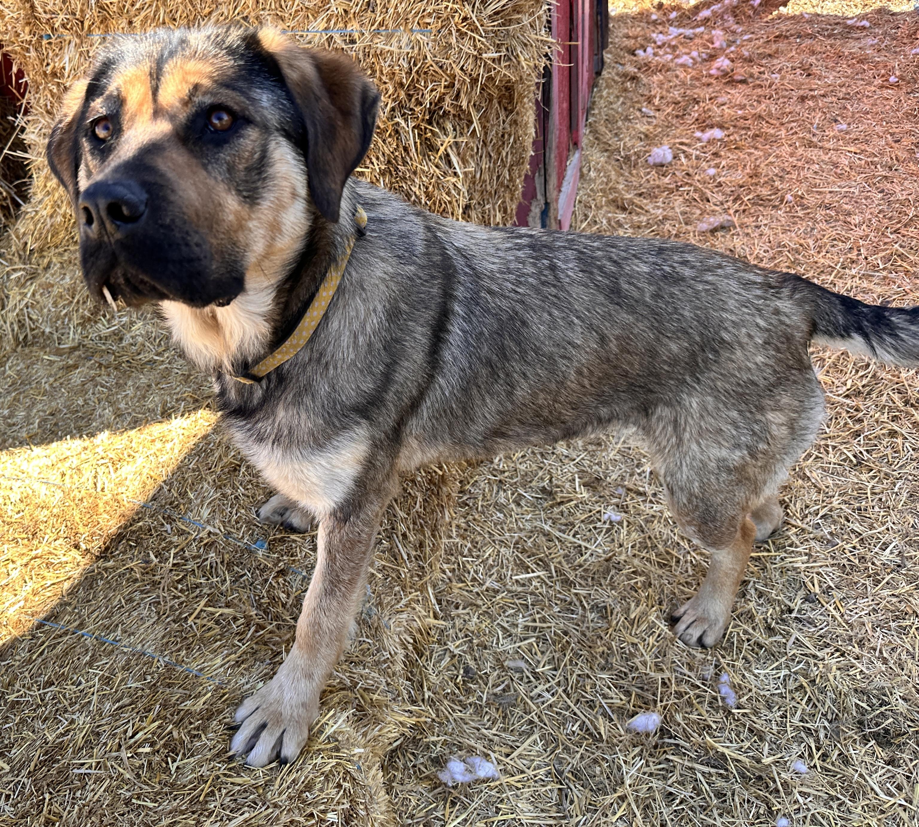 Birch, an adoptable Shepherd in Meadow Lake, SK, S9X 1Y7 | Photo Image 5