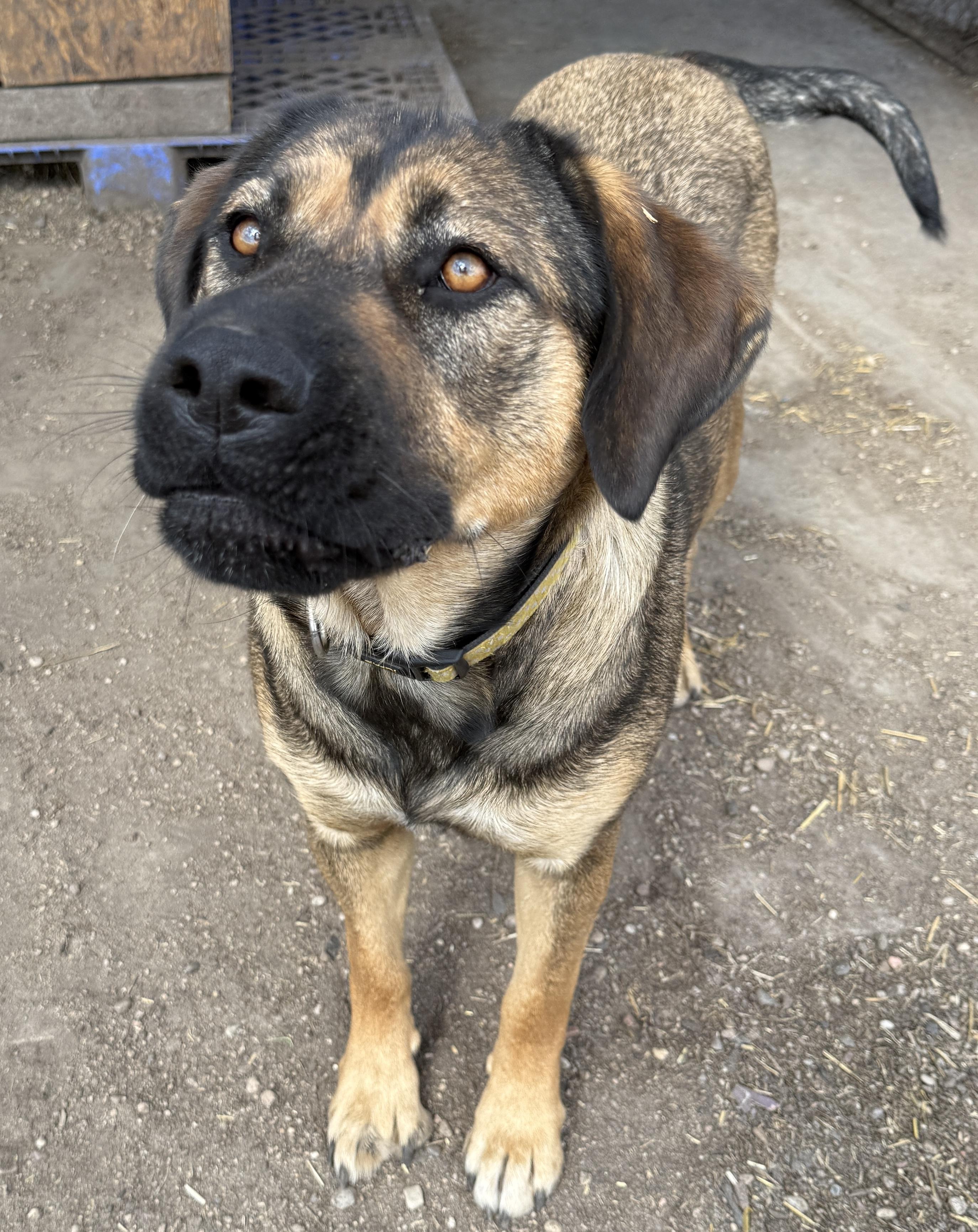 Birch, an adoptable Shepherd in Meadow Lake, SK, S9X 1Y7 | Photo Image 2
