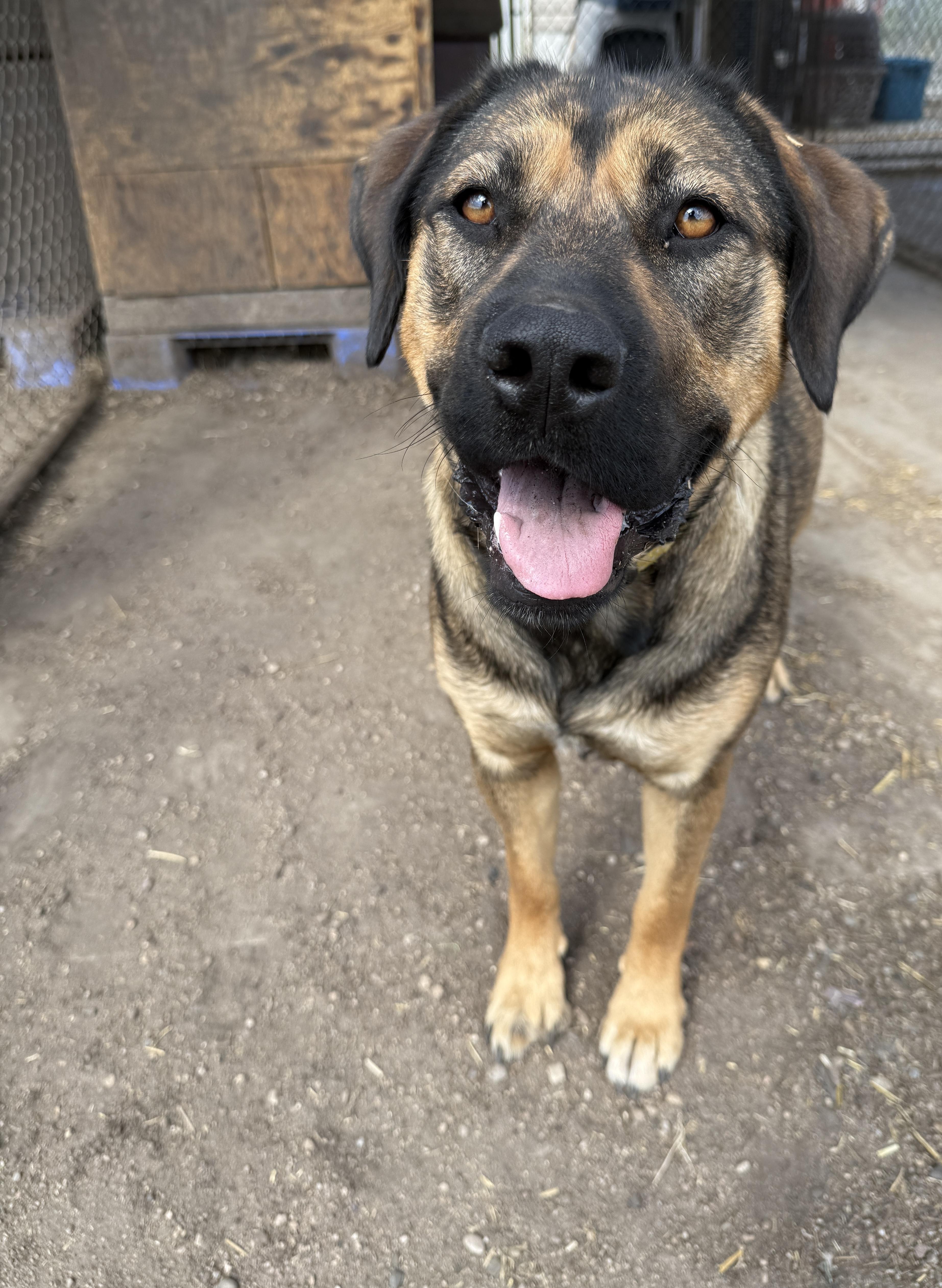 Birch, an adoptable Shepherd in Meadow Lake, SK, S9X 1Y7 | Photo Image 1