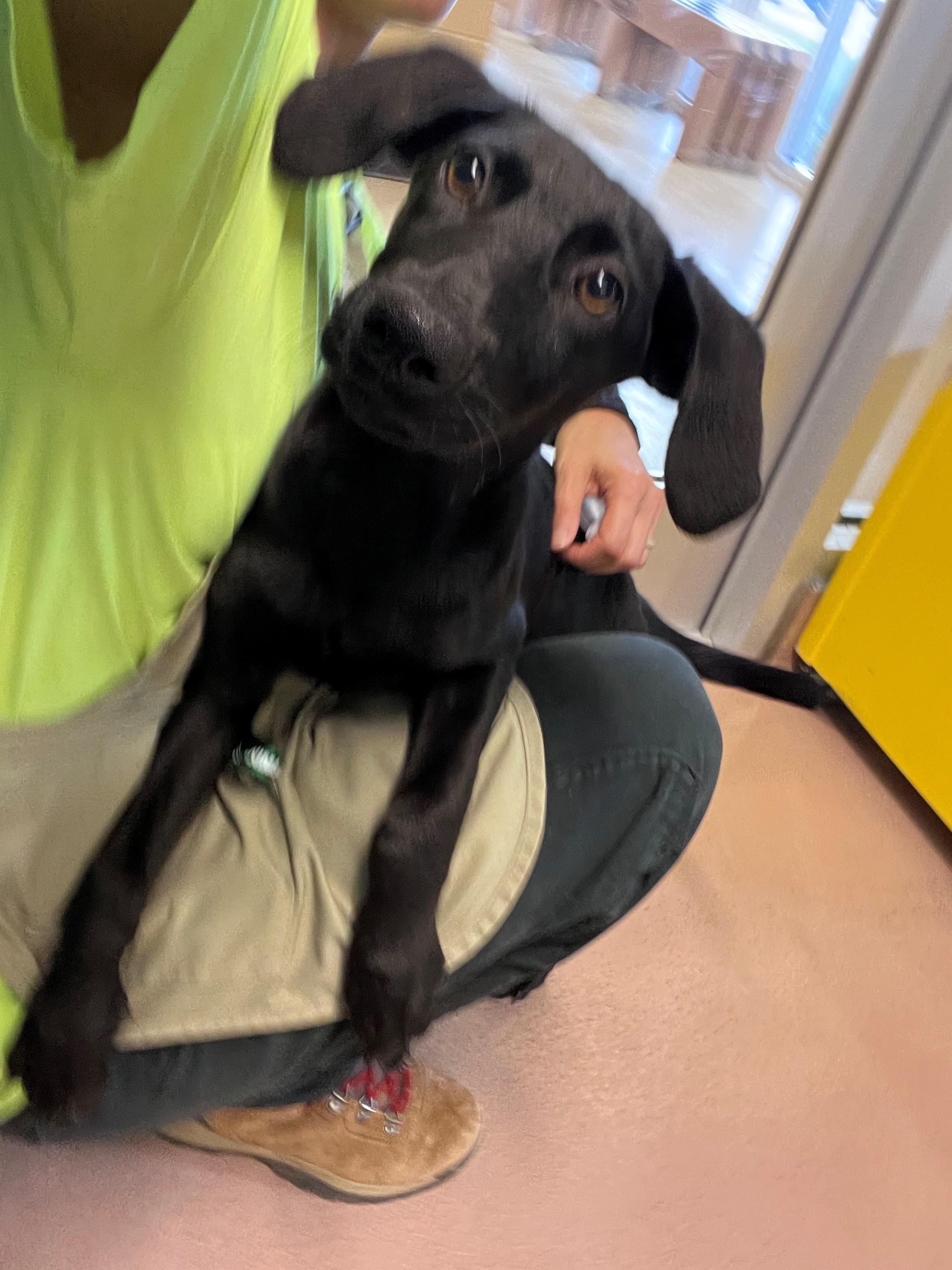 Enlarge Matcha A220033, a Adoptable mixed breed in Plano, TX image 2/3