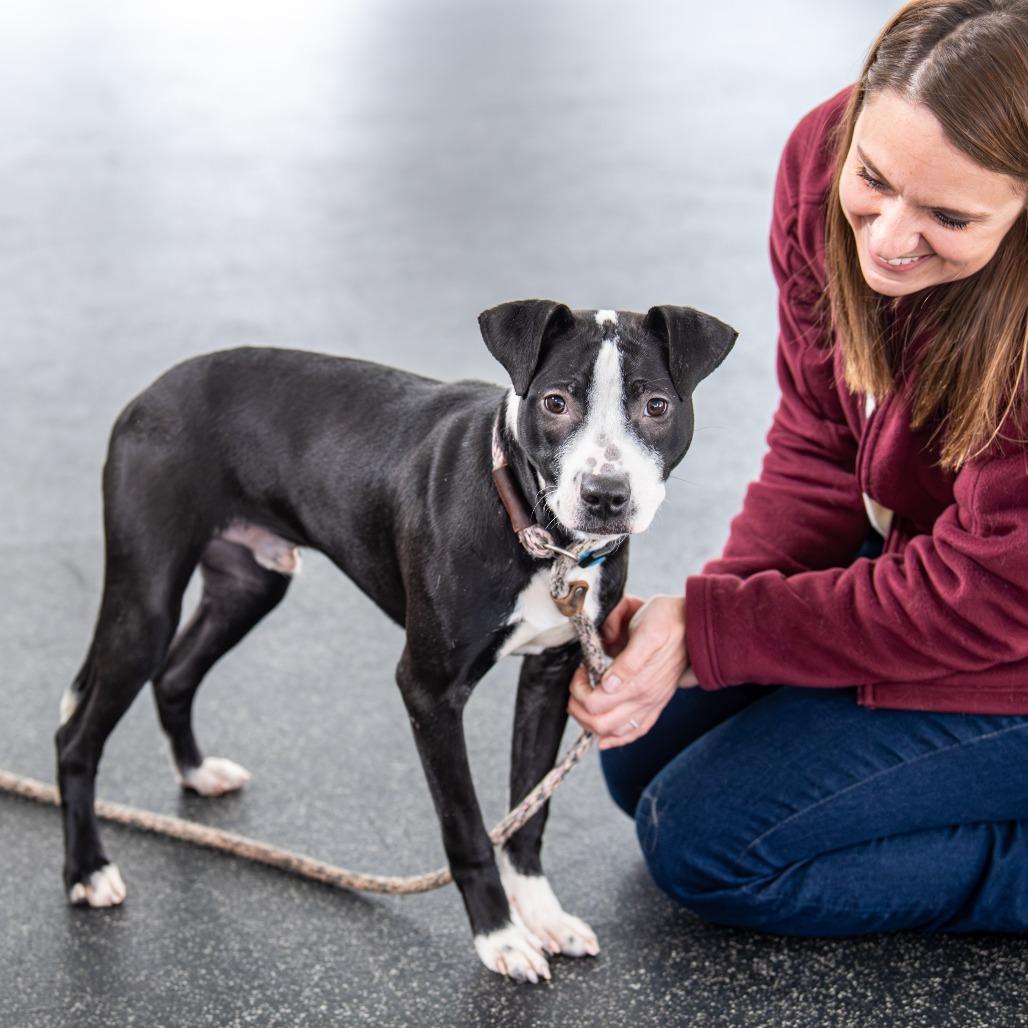 Glimmer, a Adoptable Mixed Breed in Kennebunk, ME image 1/6