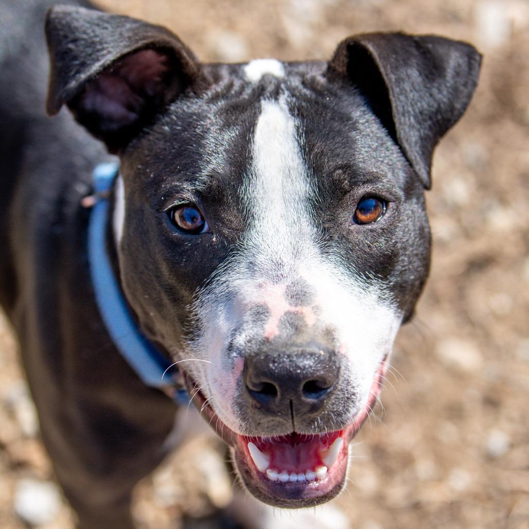 Enlarge Gator *Avail by Appt*, a Adoptable mixed breed in Kennebunk, ME image 2/6