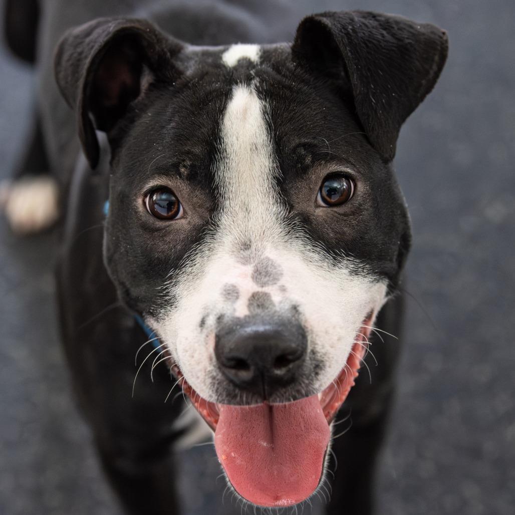 Glimmer, a Adoptable Mixed Breed in Kennebunk, ME image 2/6