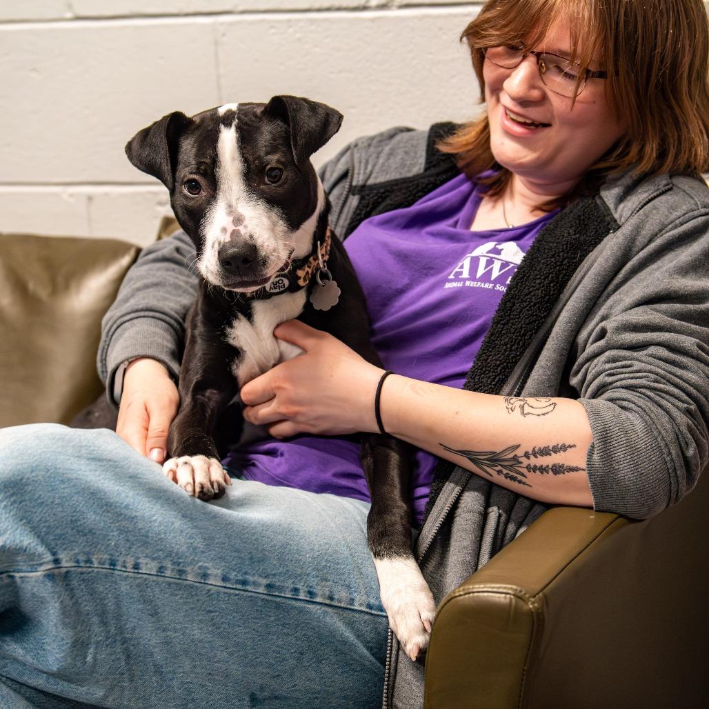 Enlarge Gator *Avail by Appt*, a Adoptable mixed breed in Kennebunk, ME image 3/6