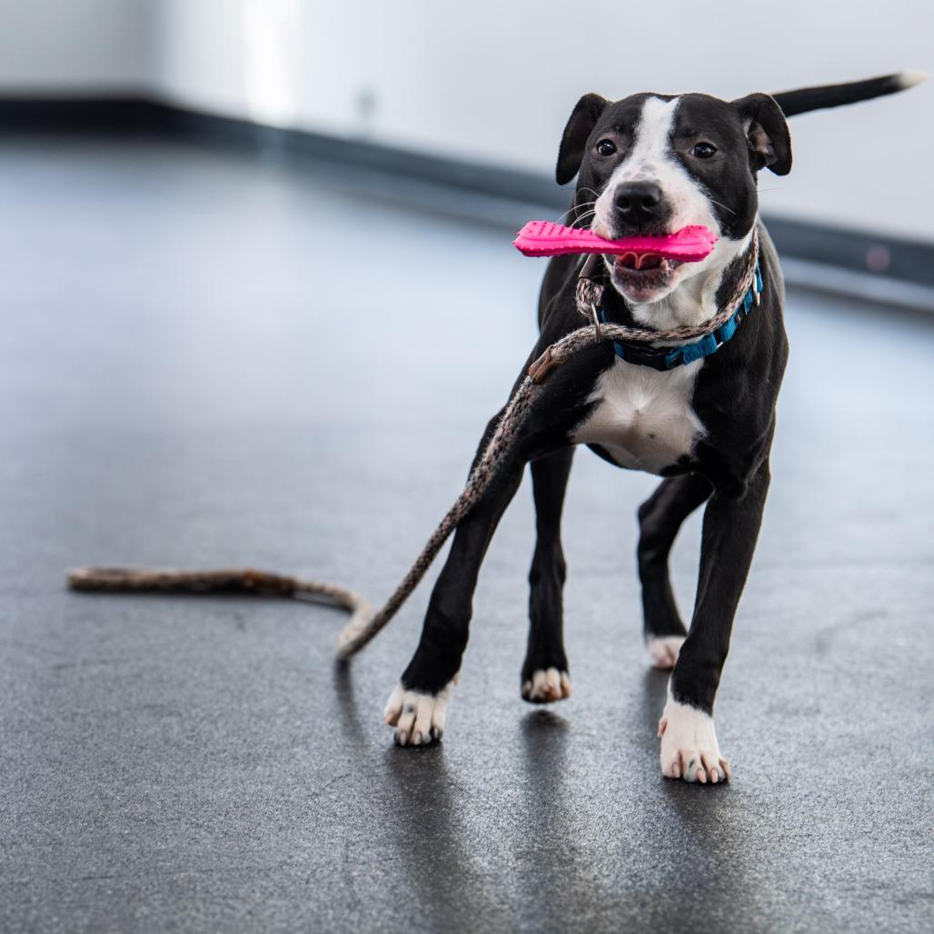 Glimmer, a Adoptable Mixed Breed in Kennebunk, ME image 3/6