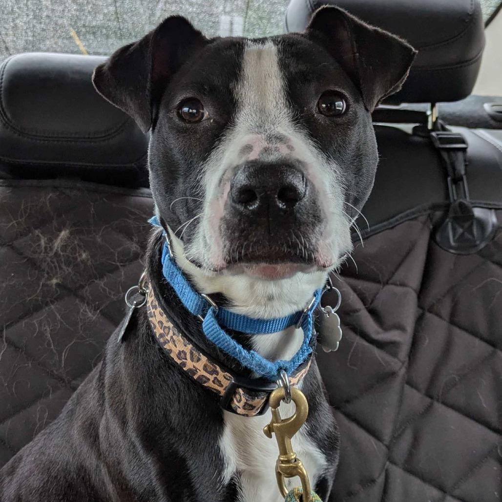 Enlarge Gator *Avail by Appt*, a Adoptable mixed breed in Kennebunk, ME image 5/6