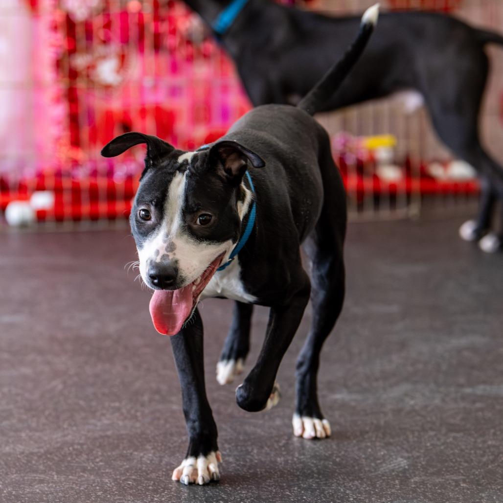 Glimmer, a Adoptable Mixed Breed in Kennebunk, ME image 4/6