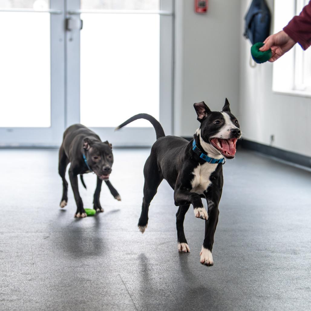 Glimmer, a Adoptable Mixed Breed in Kennebunk, ME image 6/6