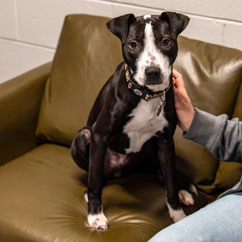 Enlarge Gator *Avail by Appt*, a Adoptable mixed breed in Kennebunk, ME image 6/6