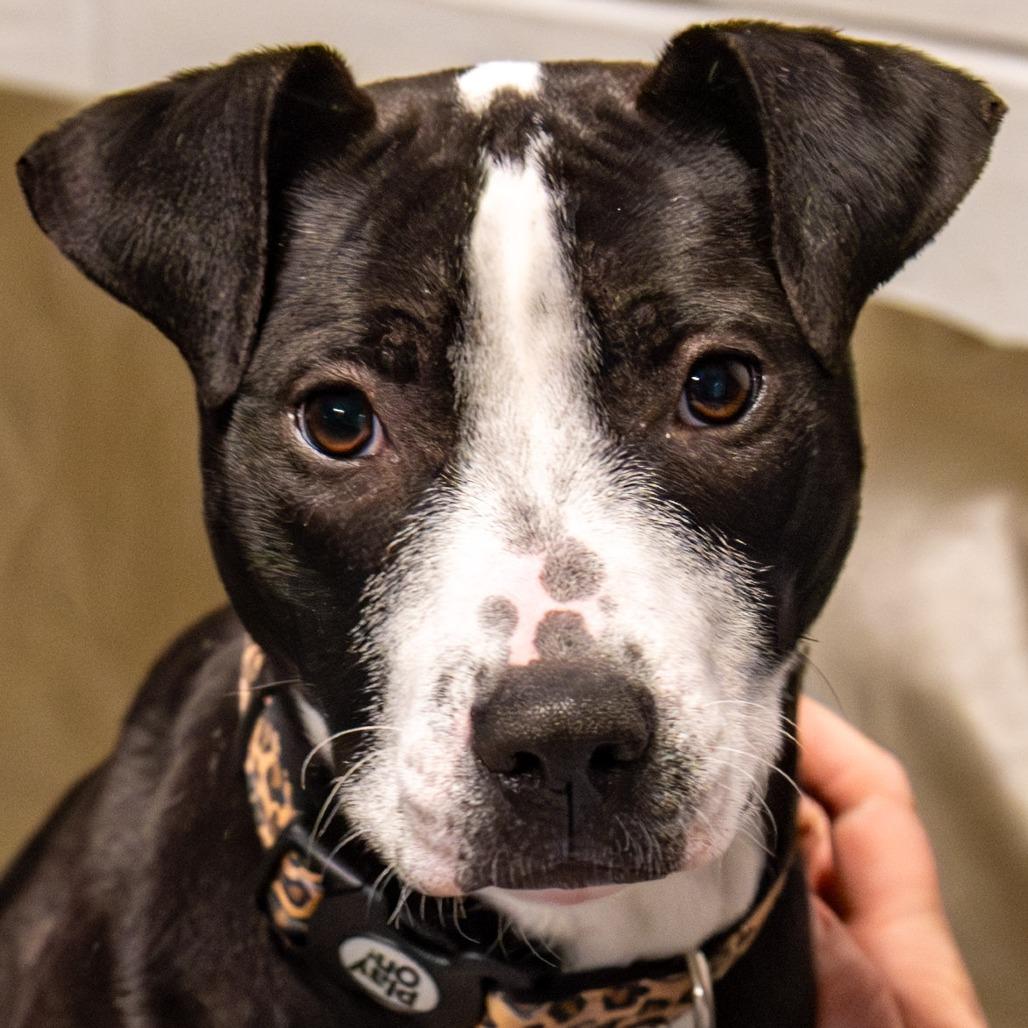 Enlarge Glimmer *Avail by Appt*, a Adoptable mixed breed in Kennebunk, ME image 6/6