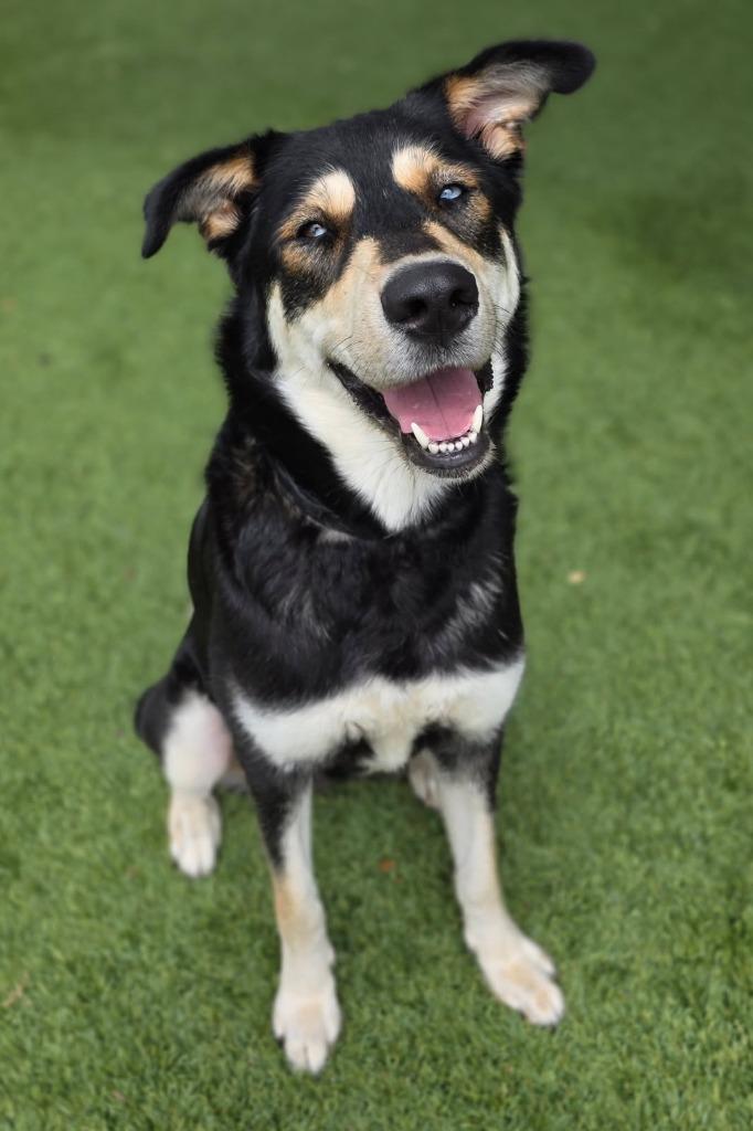 June, Adoptable, Young Female Husky & Shepherd.