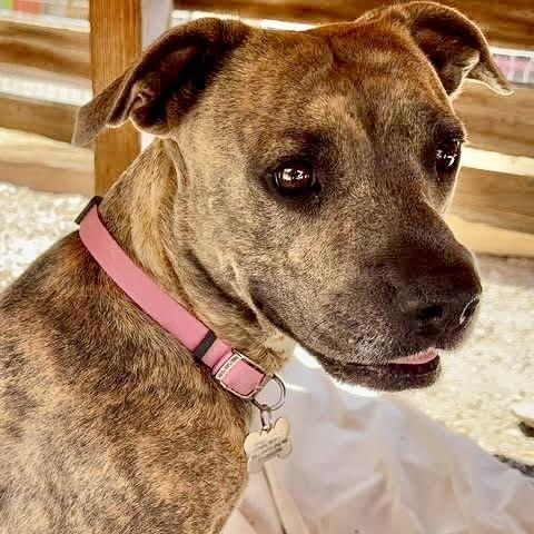 Venus, an adoptable Pit Bull Terrier, Boxer in Williamsburg, NM, 87942 | Photo Image 3