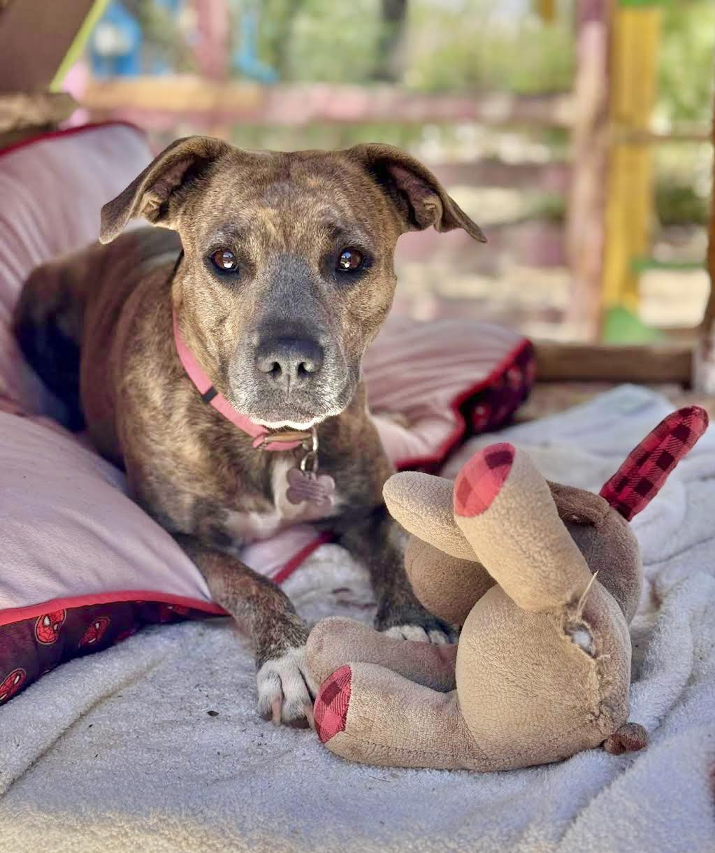 Venus, an adoptable Pit Bull Terrier, Boxer in Williamsburg, NM, 87942 | Photo Image 7