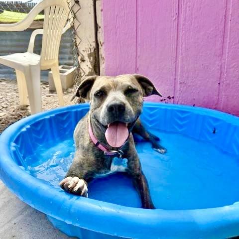 Venus, an adoptable Pit Bull Terrier, Boxer in Williamsburg, NM, 87942 | Photo Image 1