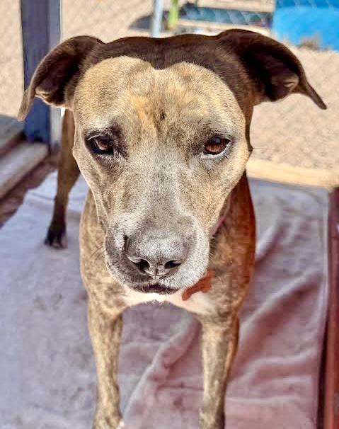Venus, an adoptable Pit Bull Terrier, Boxer in Williamsburg, NM, 87942 | Photo Image 9