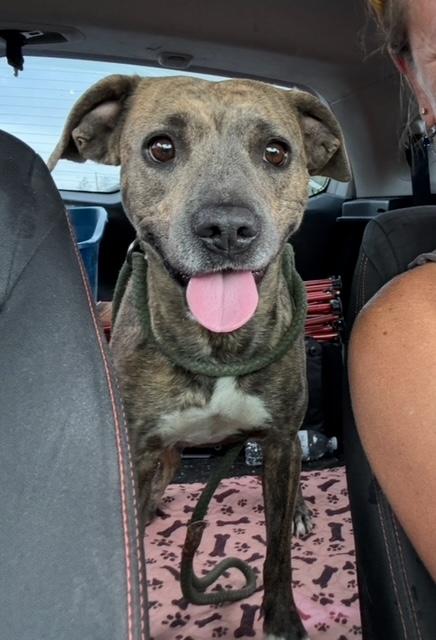 Venus, an adoptable Pit Bull Terrier, Boxer in Williamsburg, NM, 87942 | Photo Image 5