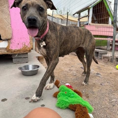 Venus, an adoptable Pit Bull Terrier, Boxer in Williamsburg, NM, 87942 | Photo Image 8