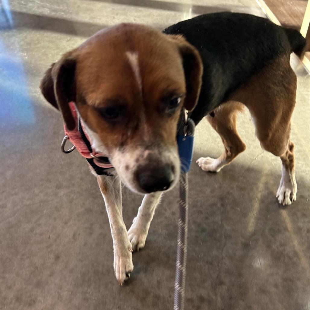Dove, Adoptable, Adult Female Beagle & Terrier.