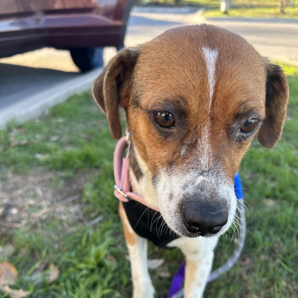Enlarge Dove, a Adoptable mixed breed in Austin, TX image 2/6