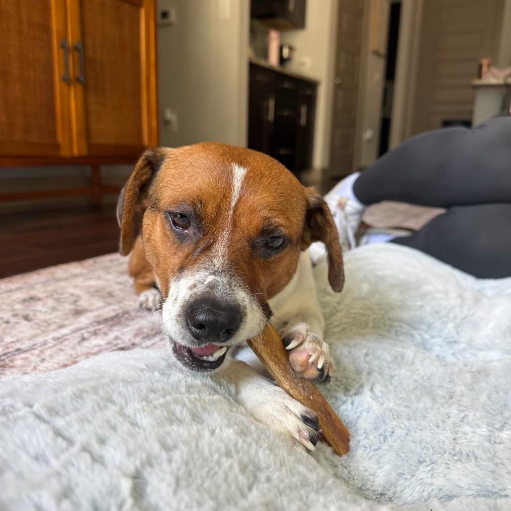 Enlarge Dove, a Adoptable mixed breed in Austin, TX image 4/6