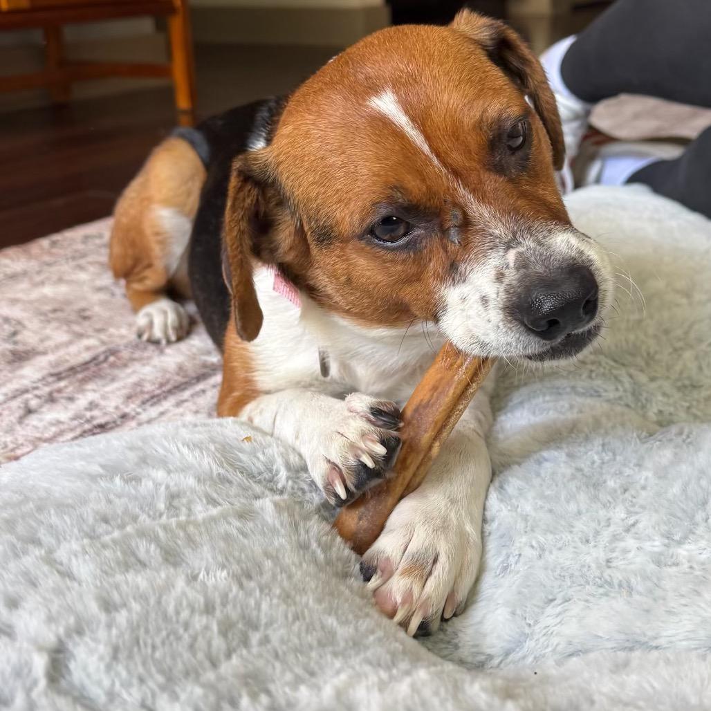 Enlarge Dove, a Adoptable mixed breed in Austin, TX image 5/6