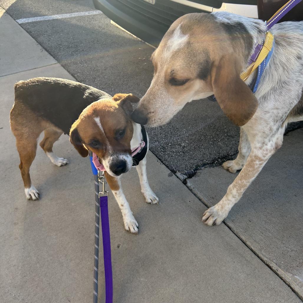 Enlarge Dove, a Adoptable mixed breed in Austin, TX image 6/6