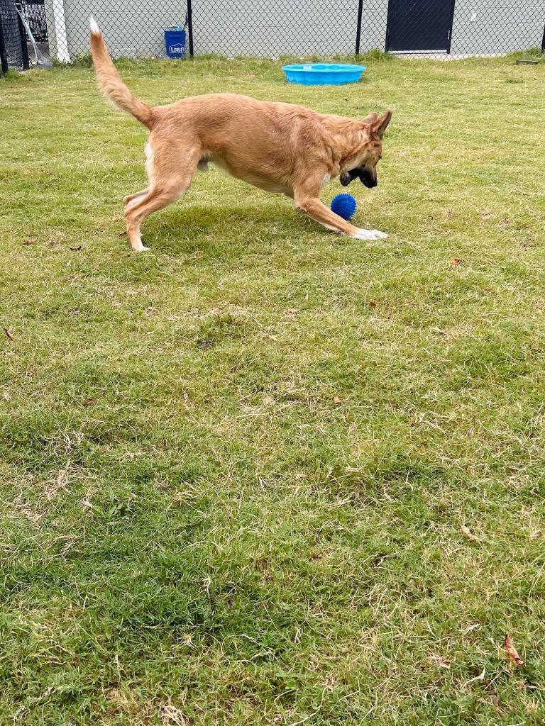 Rusty, Adoptable, Young Male Shepherd.