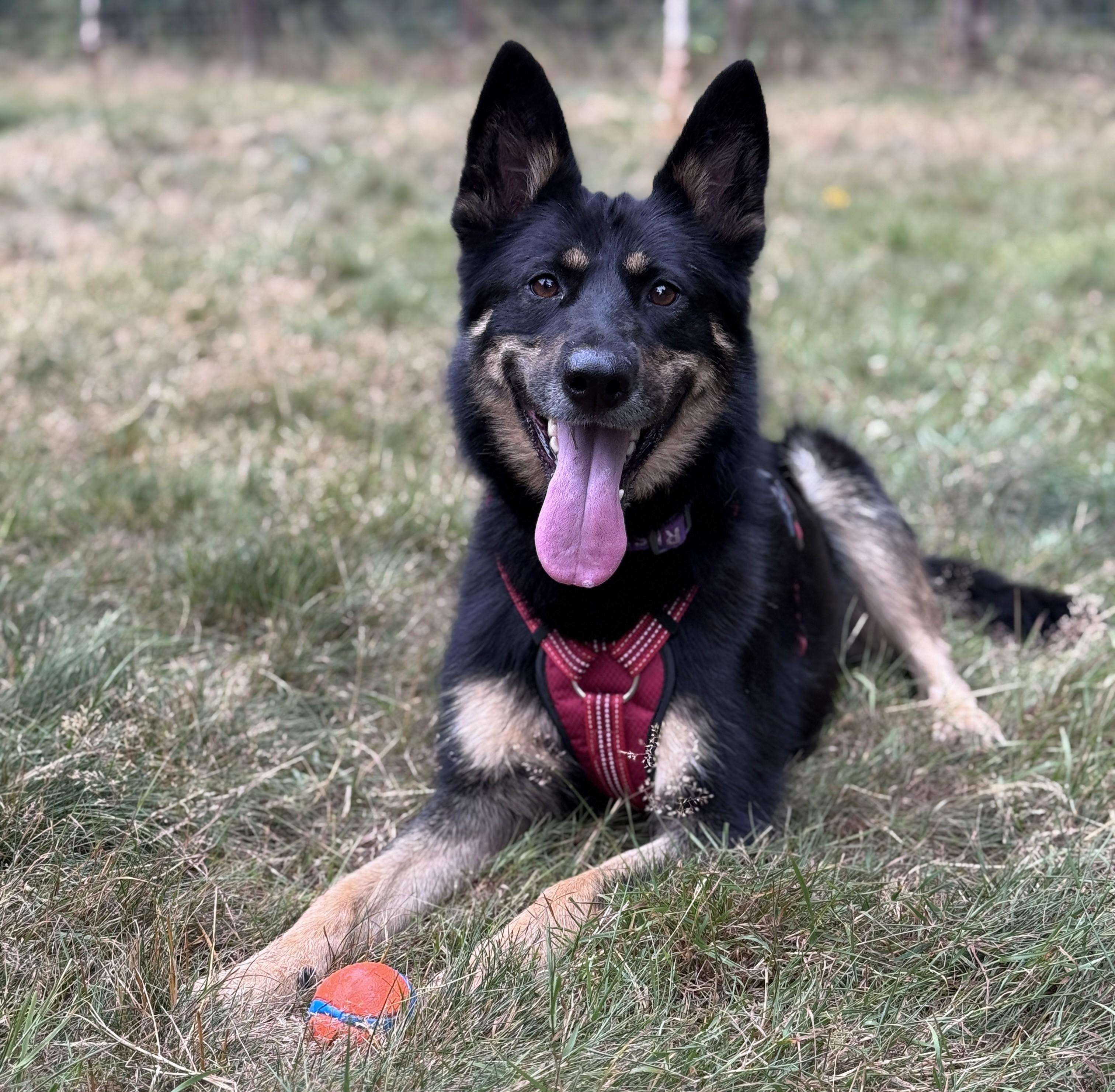 Enlarge Robin, a Adoptable mixed breed in Snoqualmie, WA image 2/4