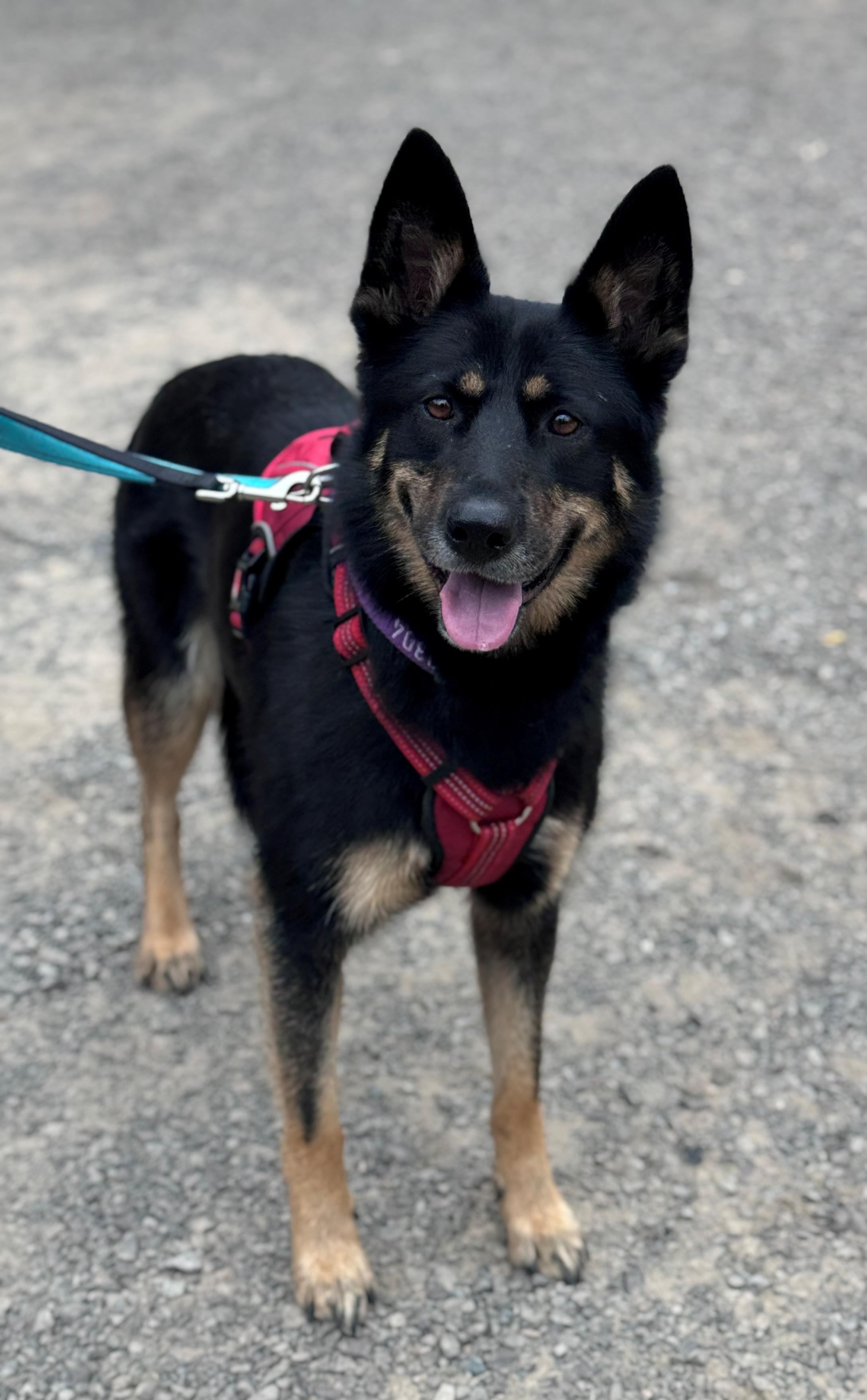 Robin, Adoptable, Adult Female German Shepherd Dog.