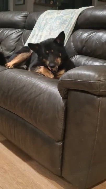 Enlarge Robin, a Adoptable mixed breed in Snoqualmie, WA video 3/4