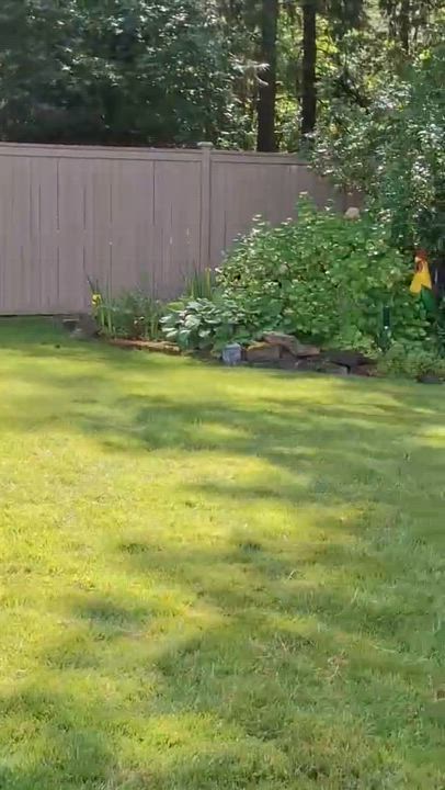 Enlarge Robin, a Adoptable mixed breed in Snoqualmie, WA video 4/4