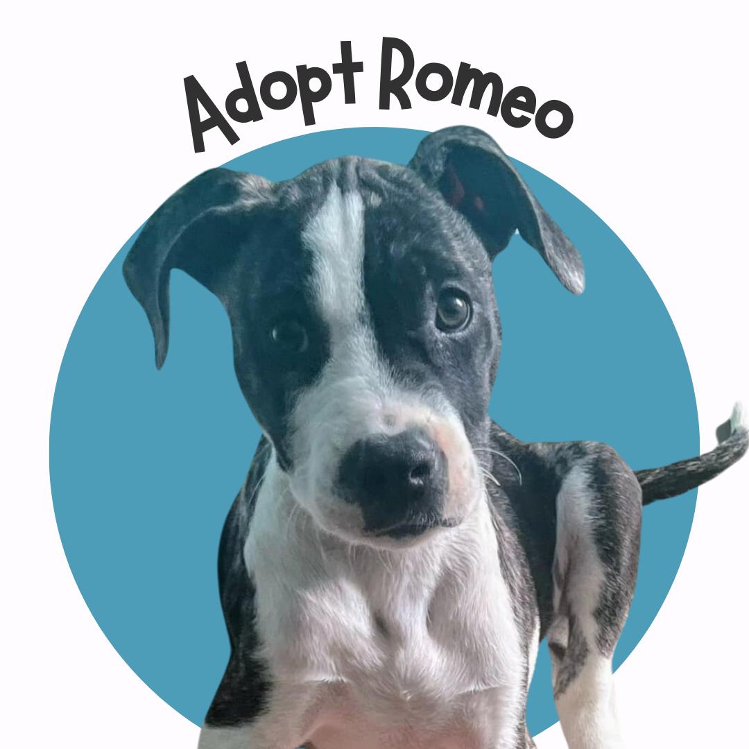 Romeo, an adopted Mixed Breed in SOMERSET, NJ_image-1