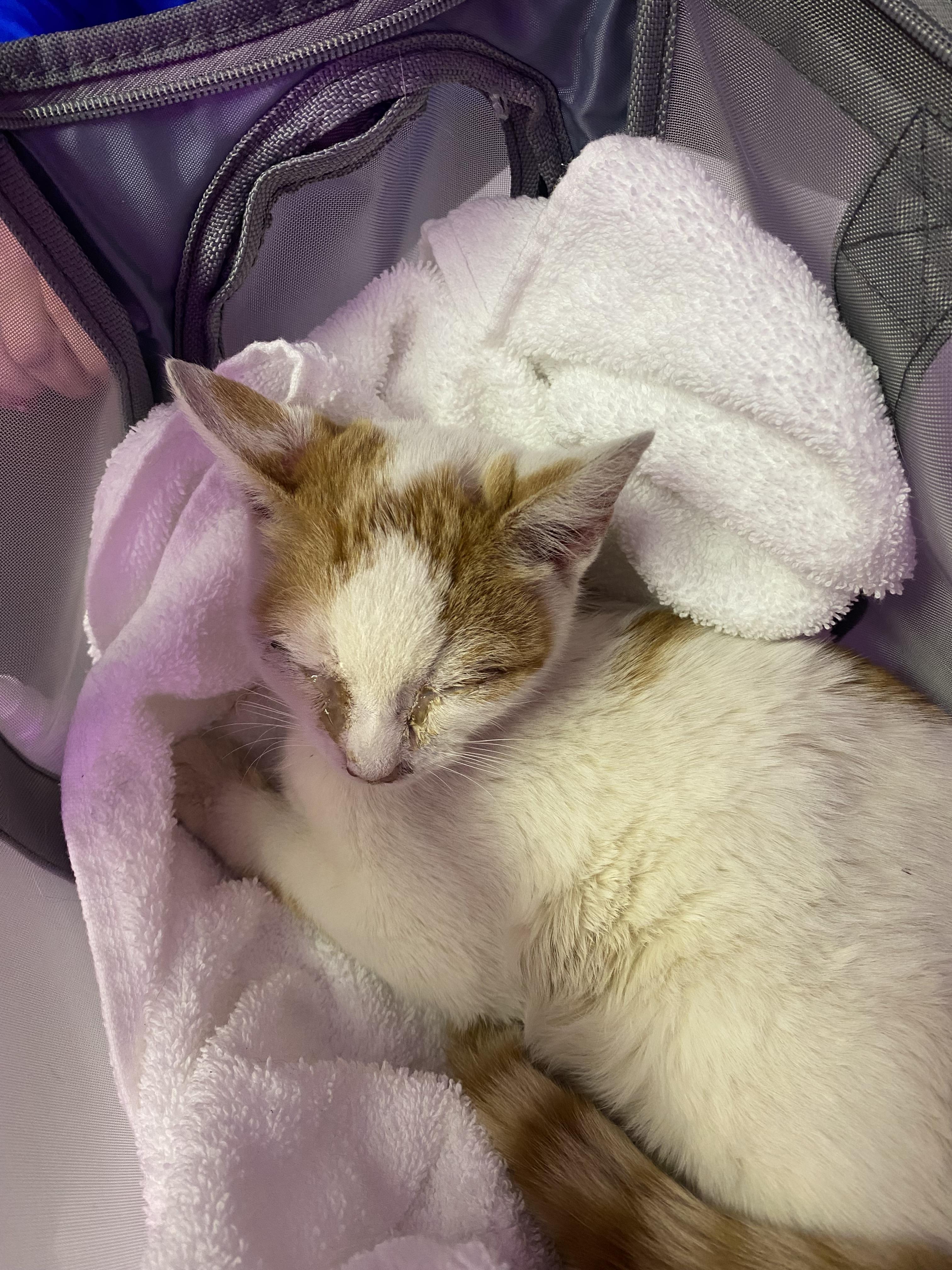 Enlarge Eggnog, a Adoptable mixed breed in Lakewood, CO image 1/3